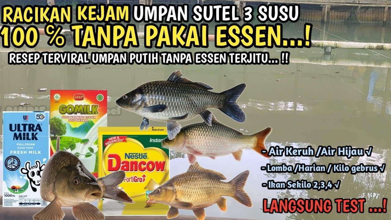 RACIKAN KEJAM UMPAN PUTIH SUTEL 3 SUSU TANPA ESSEN 100%‼️  II RESEP TERVIRAL UMPAN PUTIH‼️