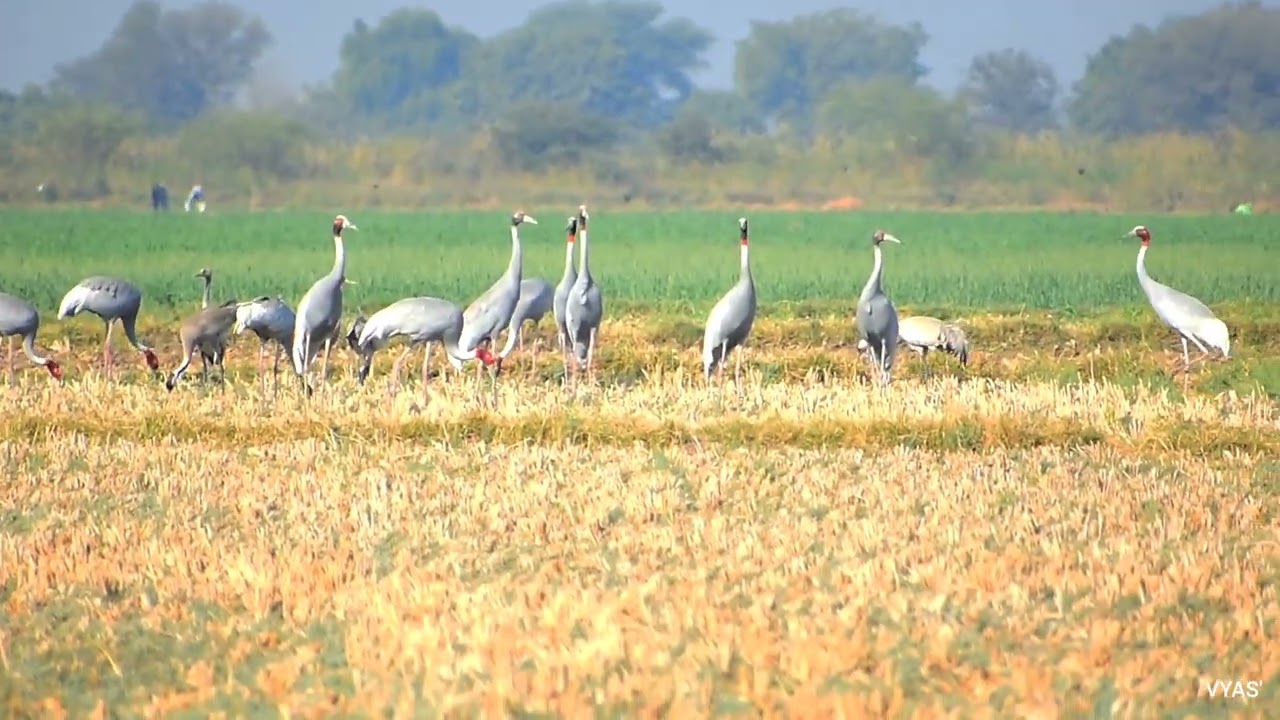 Beautiful Bird The sarus crane is a large non migratory bird found in Indian subcontinent. The Flock