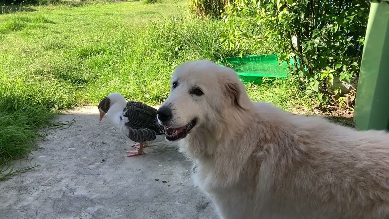 Regina and Stella #goose #maremma 