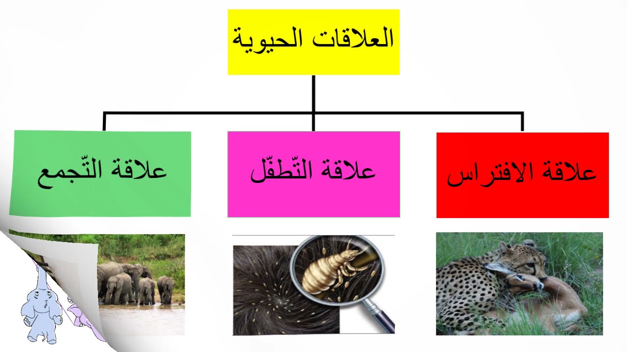 العلاقات الحيوية / علوم للصف الرابع / فهيمة ربيع
