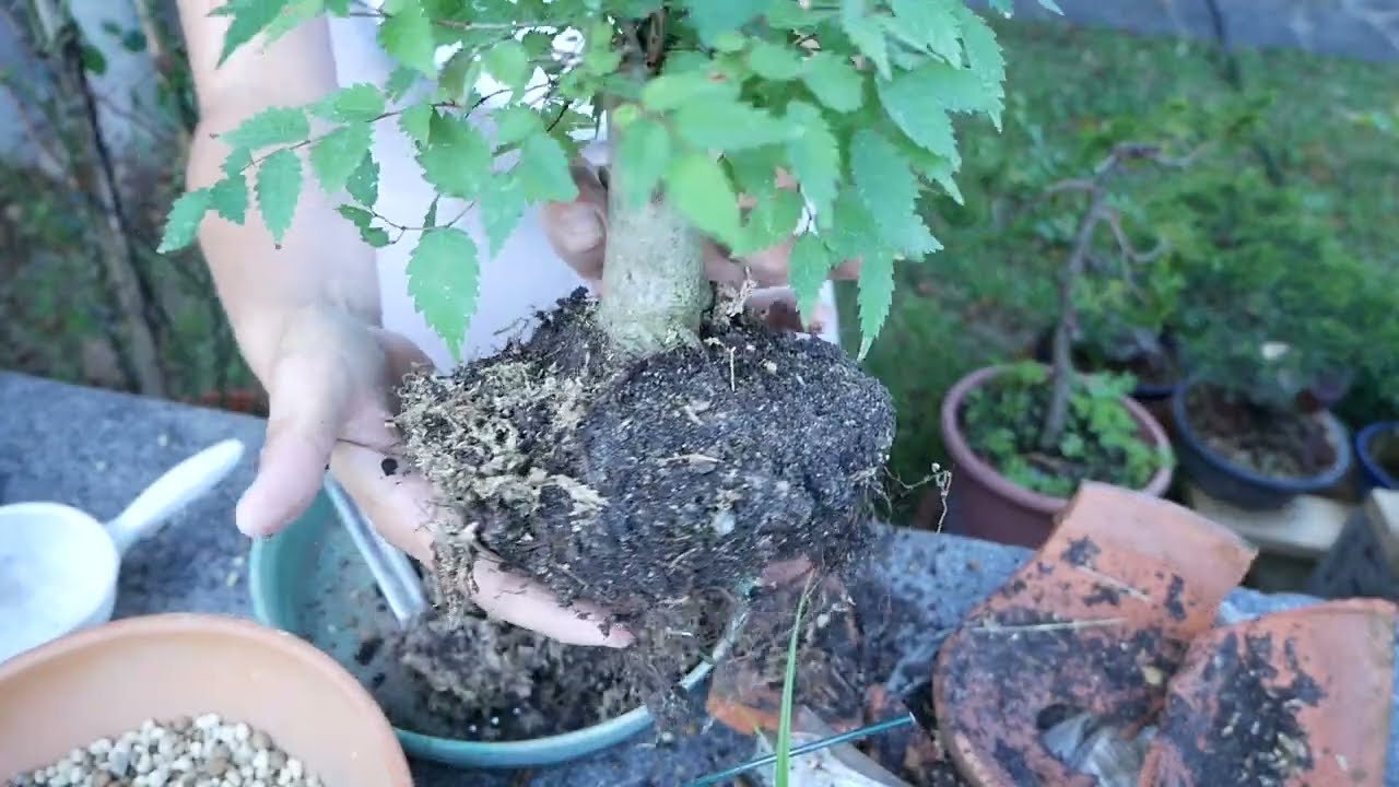 falso rinvaso di una Zelkova a Luglio