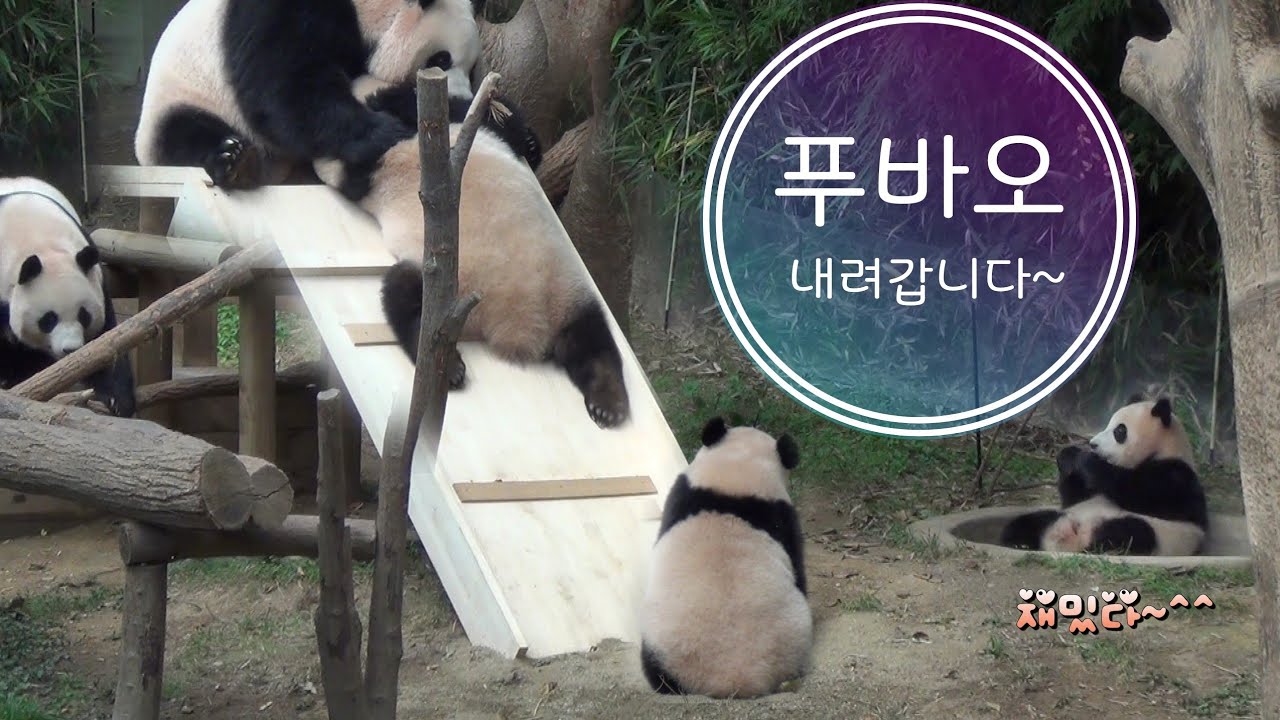 [푸덕이Cam] 아이바오 713호 