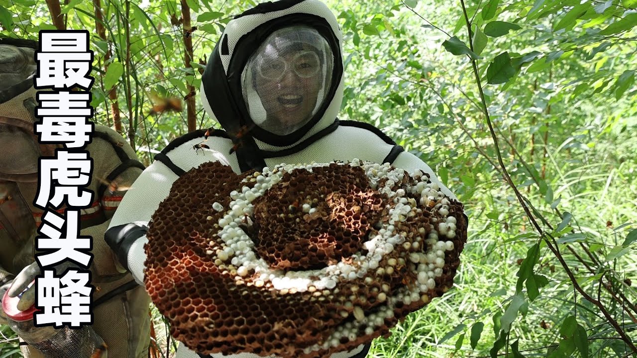 能賣180一斤我國最大最毒的胡蜂蜂蛹，挖馬蜂巢有多危險？味道有多美味？靚仔被嚇到了【衣谷水原egg】