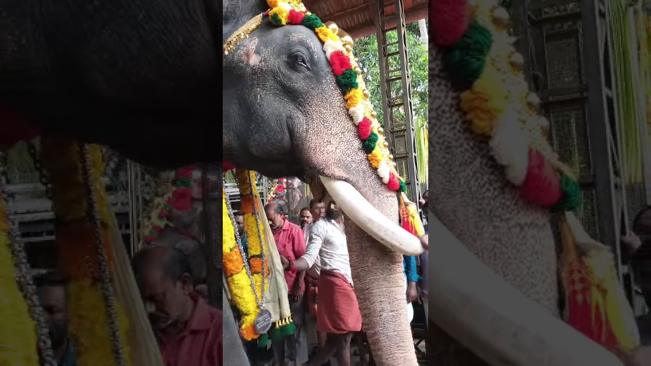 Kanippayoor Annamkulangara pooram