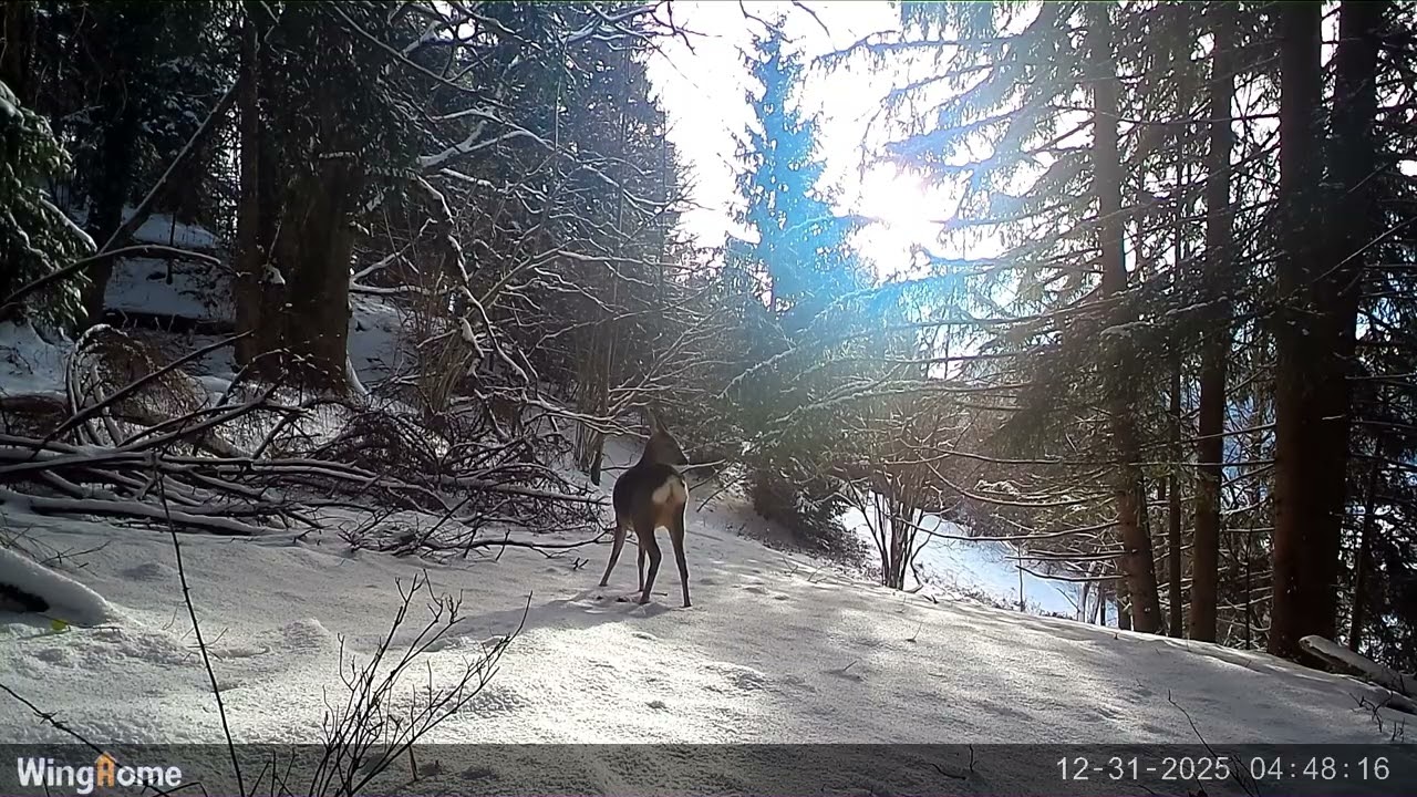 Rehe an Weihnachten am Berg