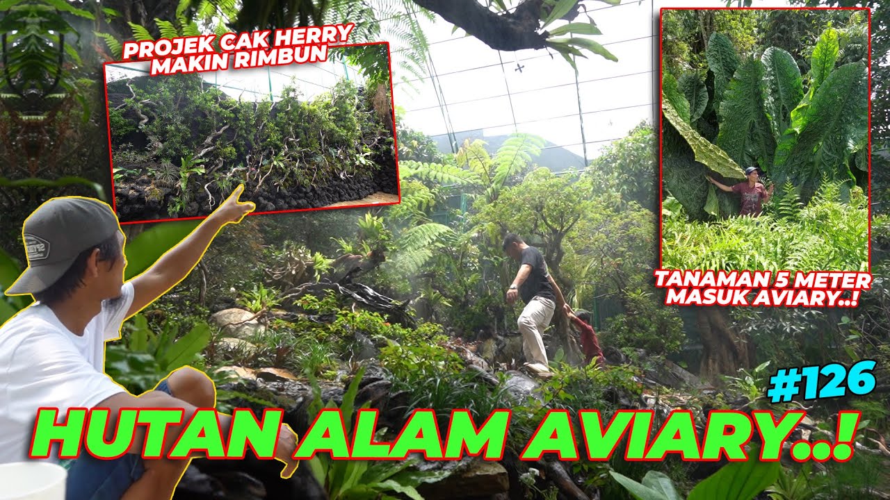 #EPS126 DEHAKIMS AVIARY | MAKIN RIMBUN HUTAN AVIARY..!! CAK HERRY RASIO MELONGO..!!