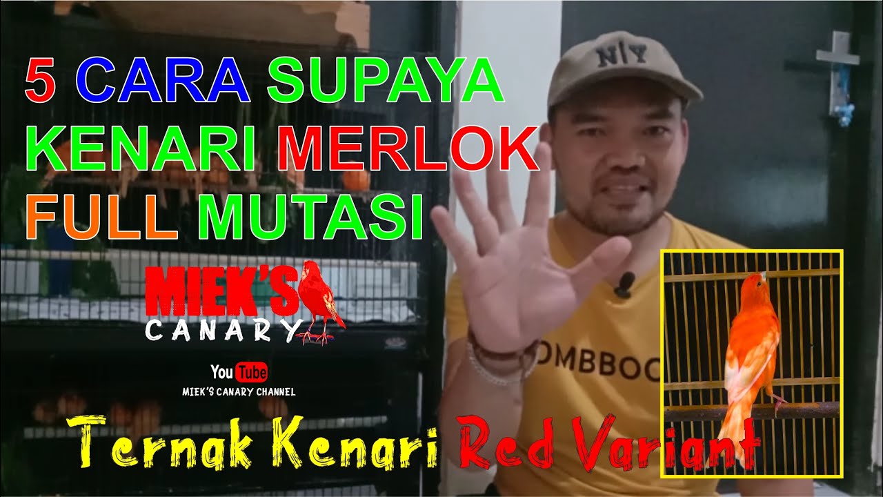 5 CARA AGAR KENARI MERLOK FULL MUTASI !!! Ternak Kenari Red Variant