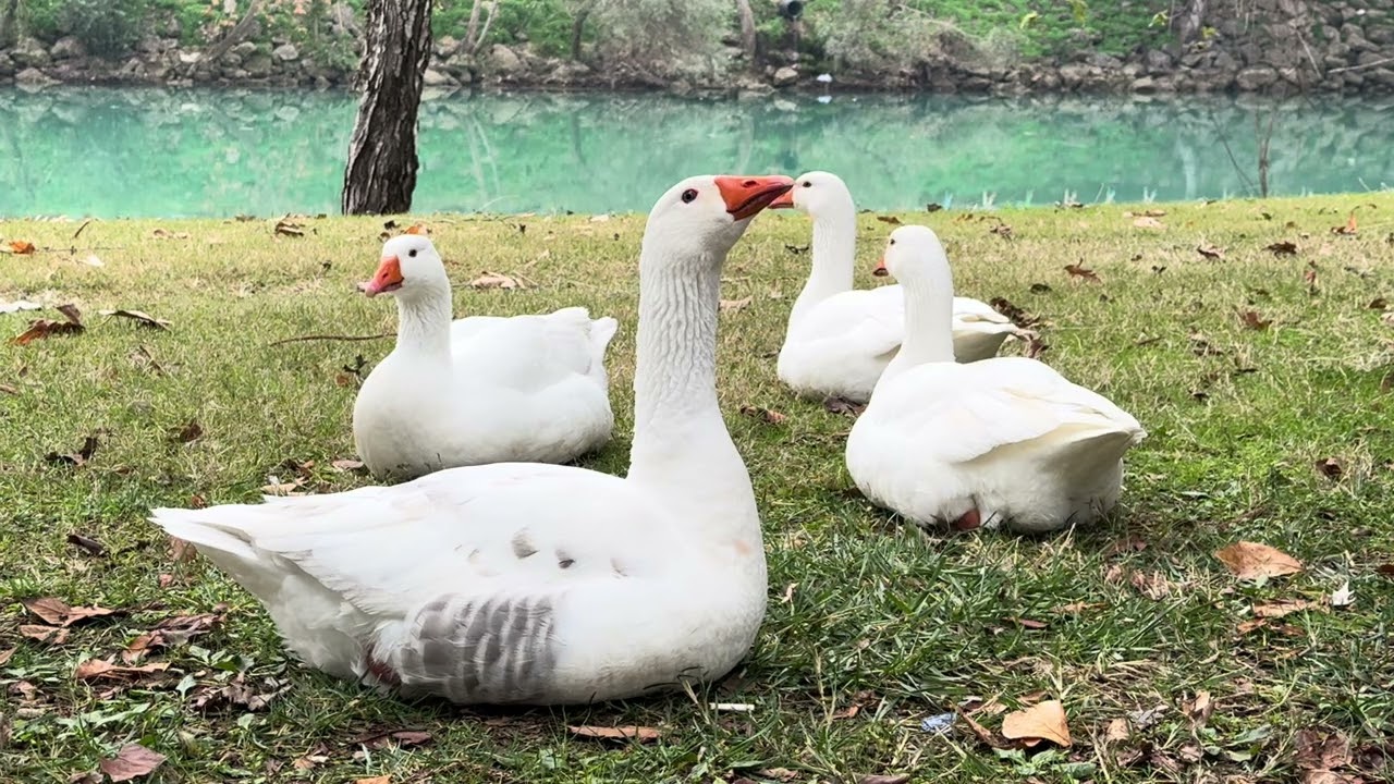 4K Ducks // Ördekler // Enten // Canards // Утки // Anatre  #naturallife #animals #duck 
