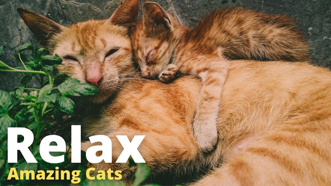 Relaxing Piano Music With Amazing Cats🐱Música Relaxante Com Gatos Incríveis, Durma Bem💤Sleep Time