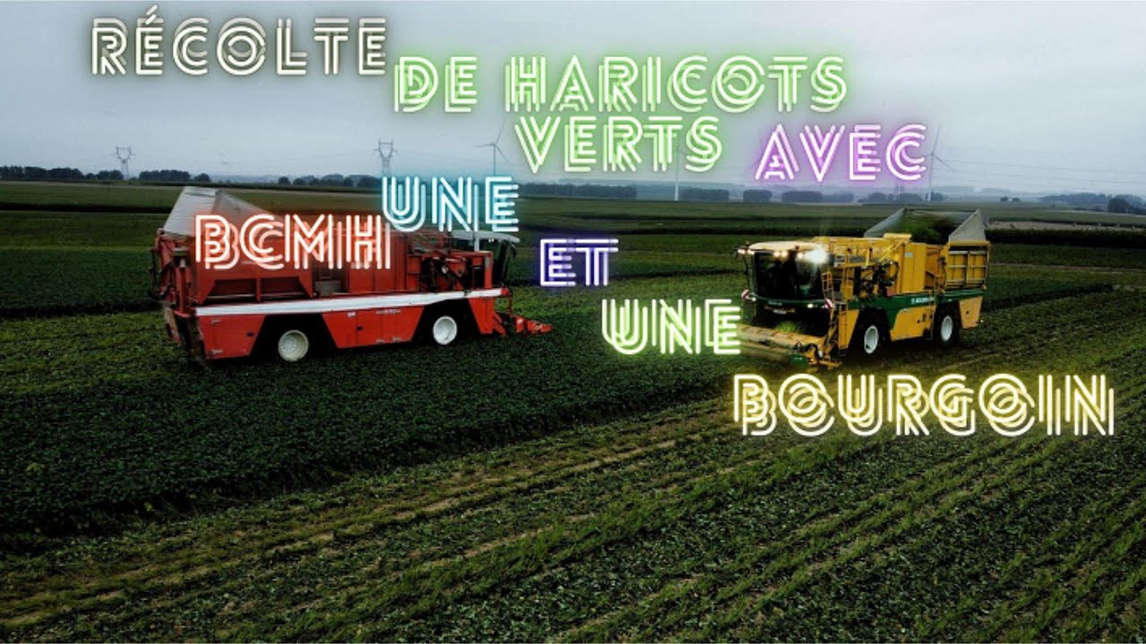 Récolte de Haricots verts avec une BCMH et une Bourgoin