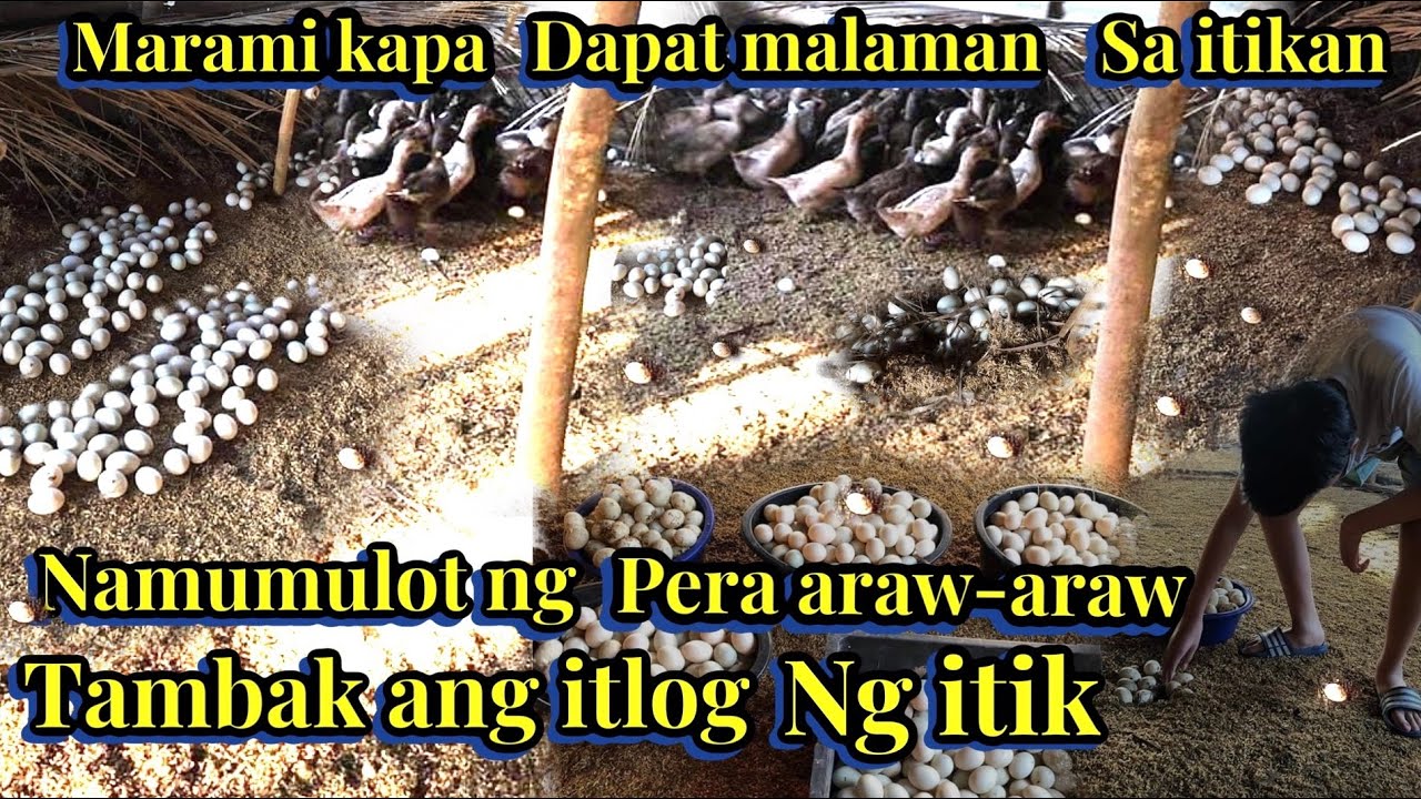 TAMBAK ANG ITLOG NG ITIK MARAMI KAPA DAPAT MALAMAN SA ITIKAN