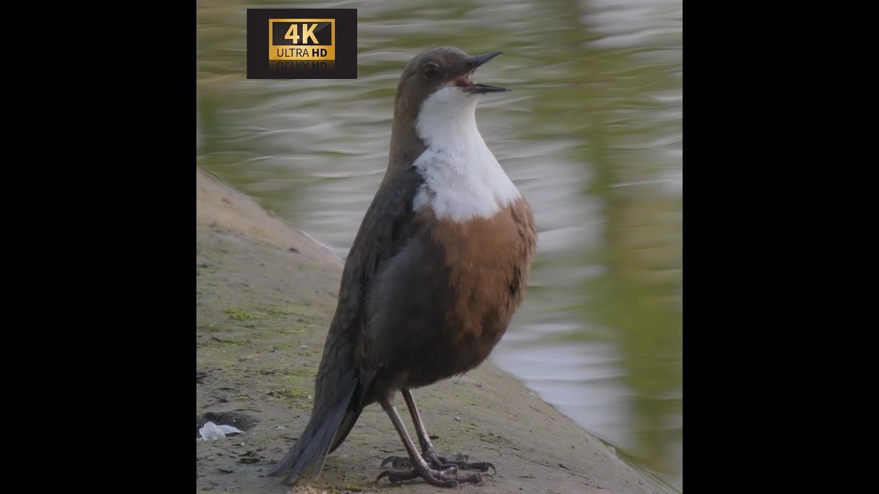 Wasseramsel _ Brut  hinter'm Wasserfall mit Gesang & Tauchen #Vogelbeobachtung White-throated Dipper