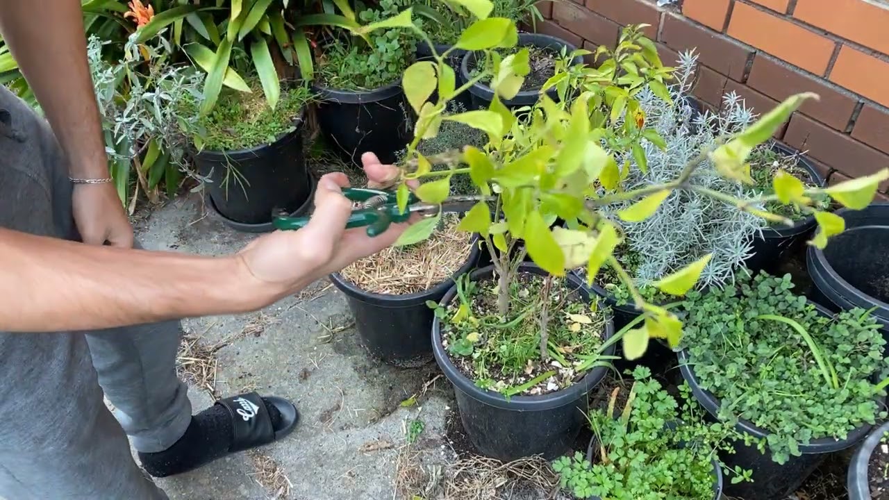 If you Grow Chilli in Pots Don't Forget to Trim them - #151 Daily In the Garden