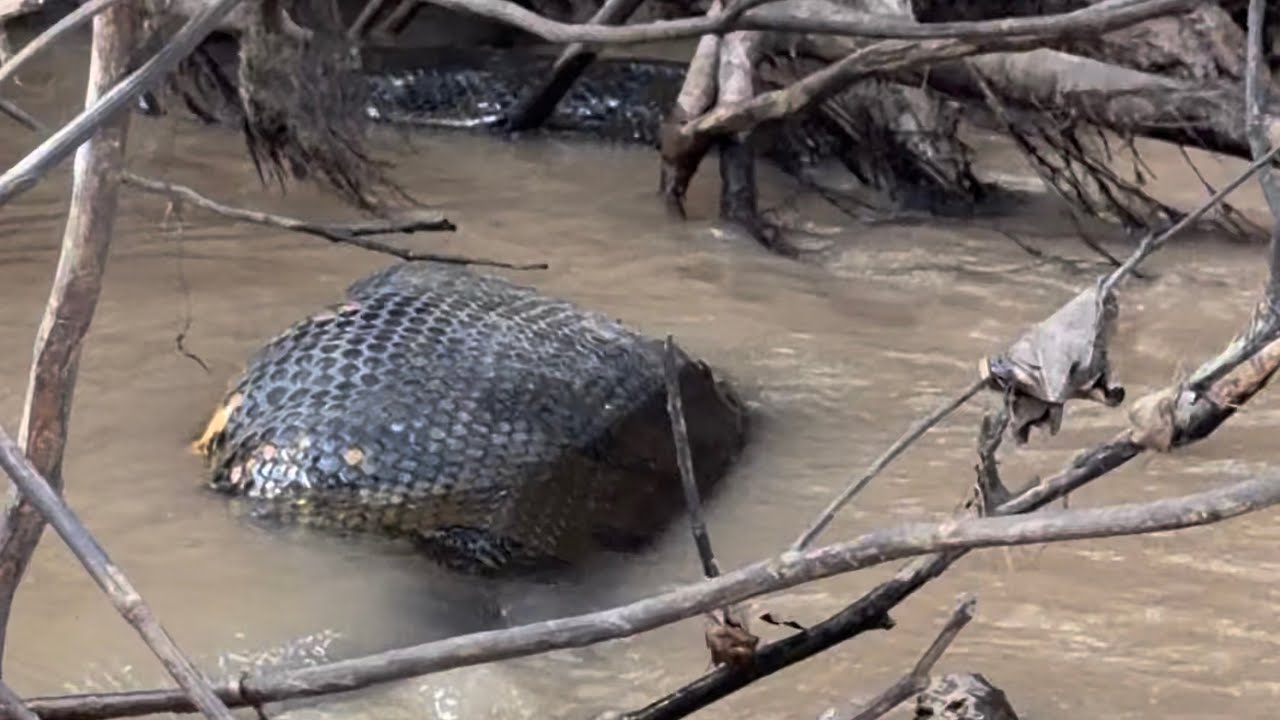 Entre anacondas y grandes capturas: así es la vida en los Llanos Araucanos(solo para valientes )  