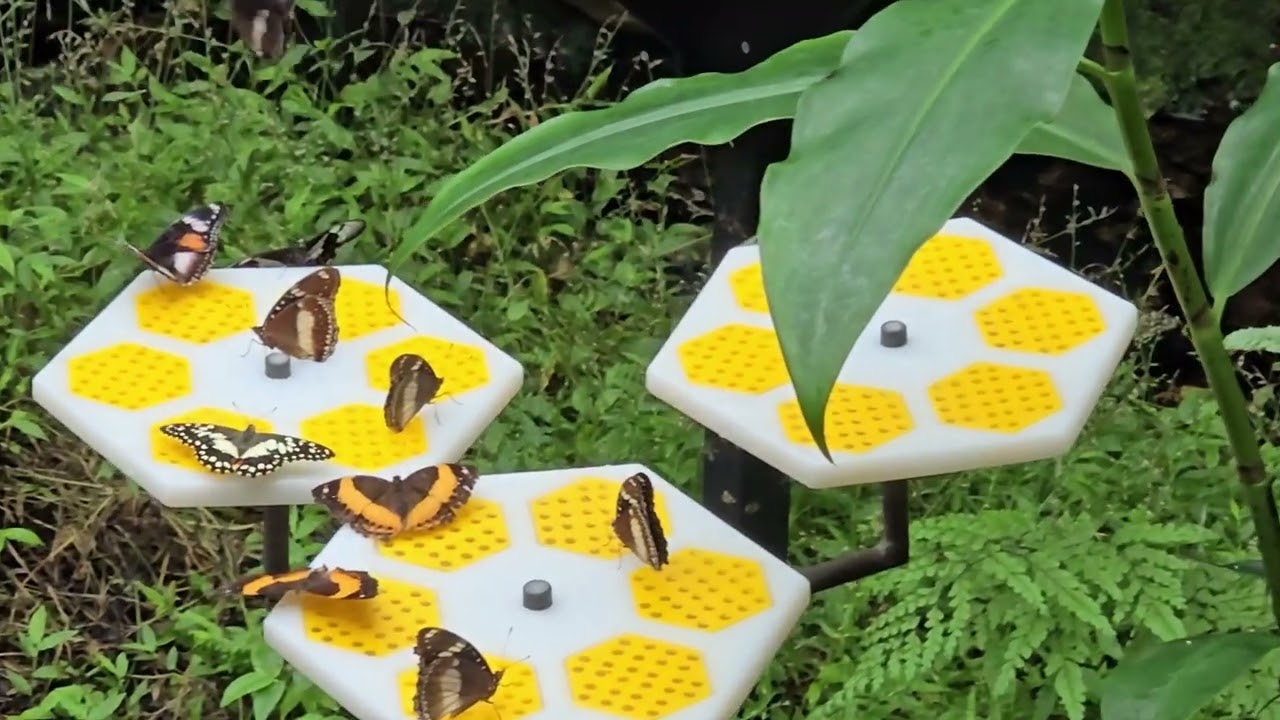 Beautiful butterfly
