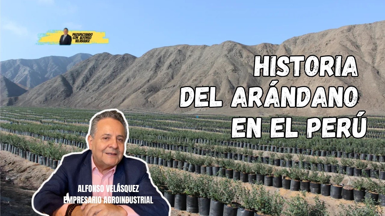 La real historia de cómo se impulsó la industria de los arándanos en el Perú