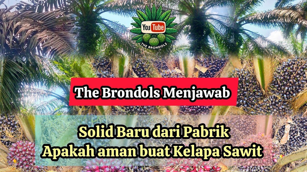 THE BRONDOLS MENJAWAB : Solid Baru dari PabrikApakah aman buat Kelapa Sawit