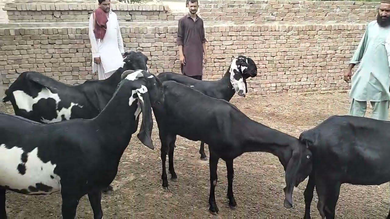 Mithila goat farming#beautifullgoats is very beautiful milking mother #farming beetle 03454579853