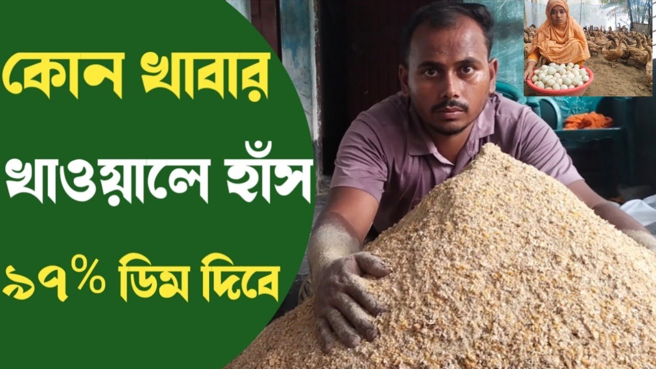 হাঁসের ৯৭% ডিম দেওয়া খাবার তৈরি ফর্মুলা। কি কি উপদান দিয়ে খাদ্য তৈরি করবেন। 