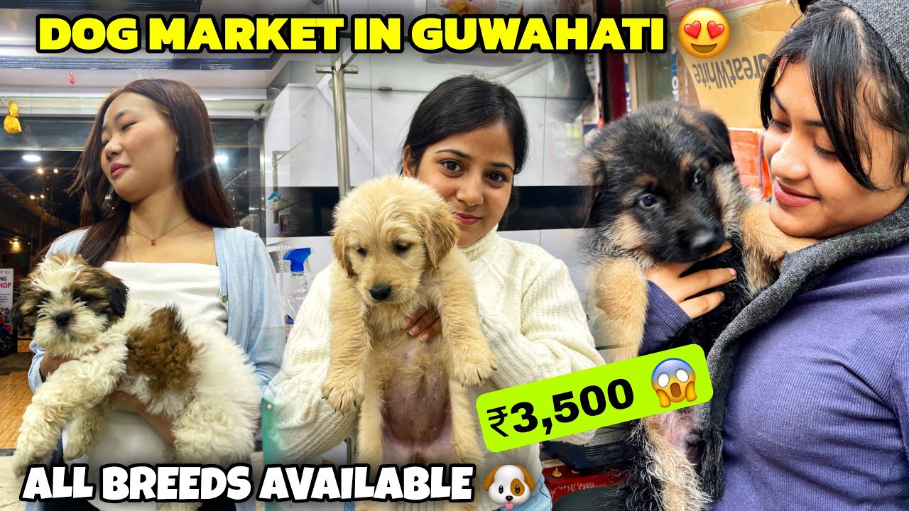 Dog Market in Guwahati | All Breeds Available | Price 3500😱