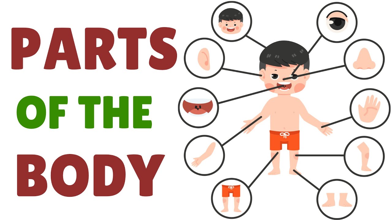 Parts of the Body | Kids Vocabulary | Learn Body Parts | Hands | Mouth | Eyes | Body Parts Names
