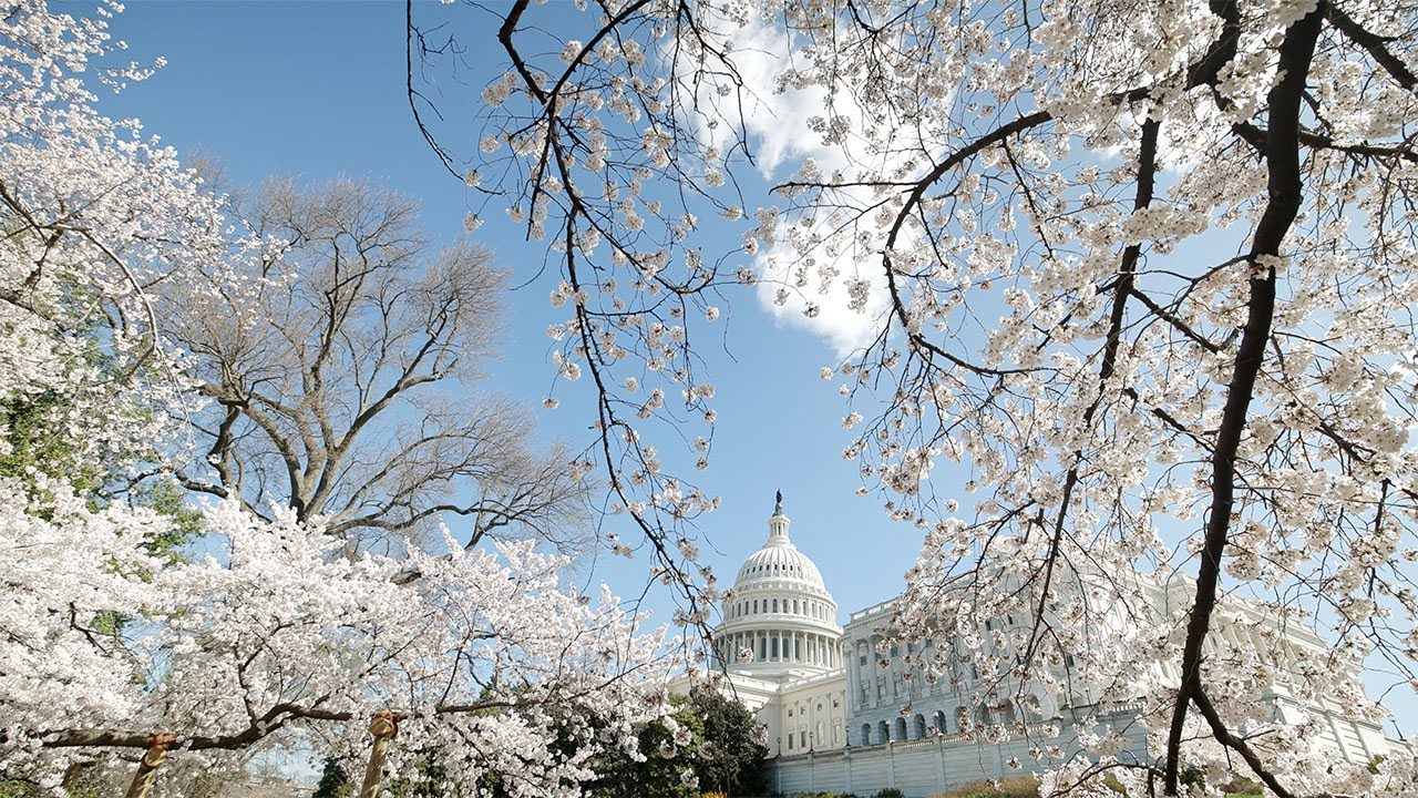 Preserving Historic Cherry Blossoms on the U.S. Capitol Grounds