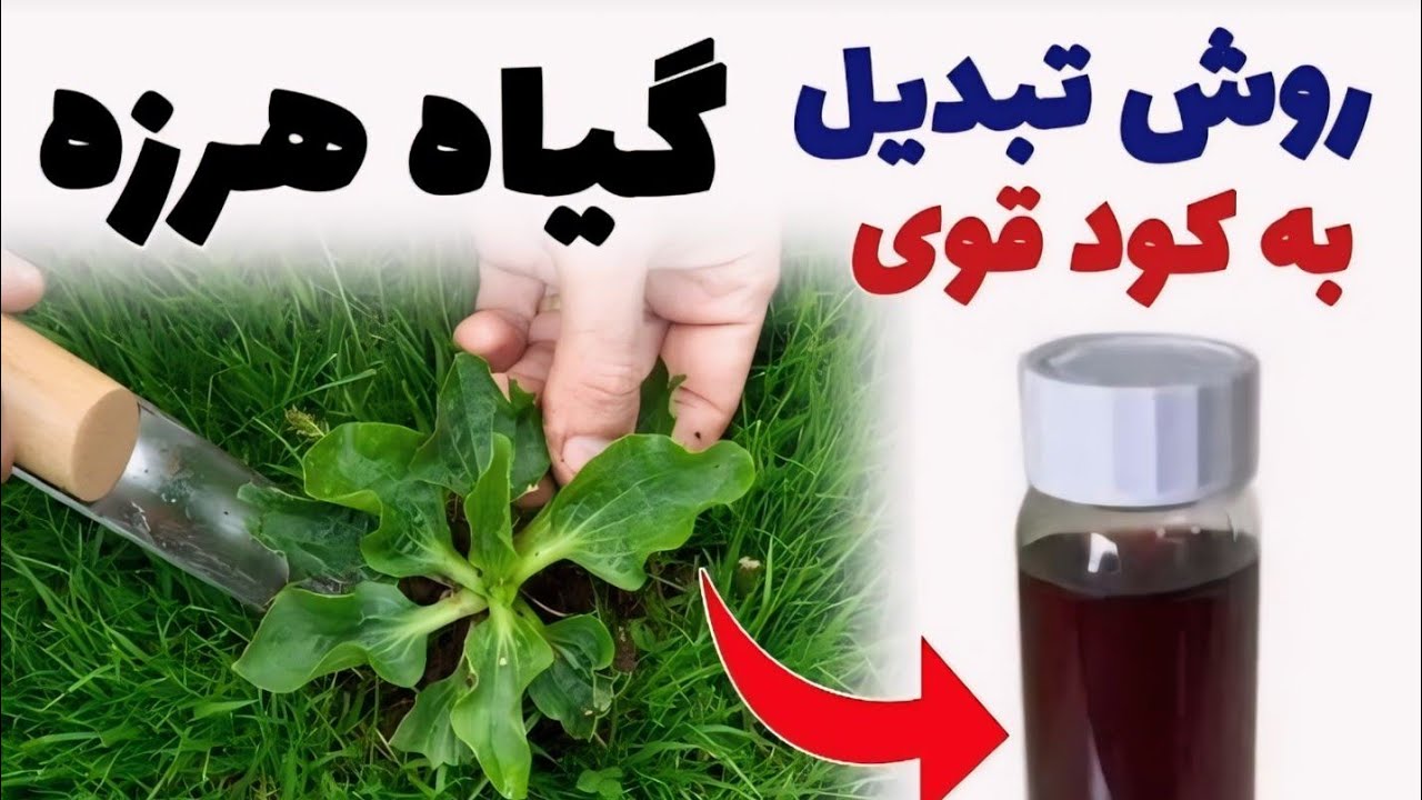 از گیاه هرز کود فروت سیت و کود سه بیست ساختم | خیلی قوی و پرقدرت | گیاهان اضافه را هرگز دور نریز