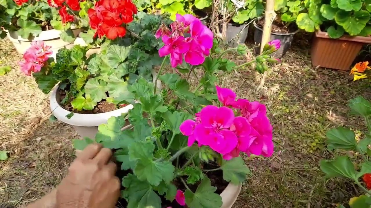 Ban mih shibun ki syntiew ba phuh #geranium flowers
