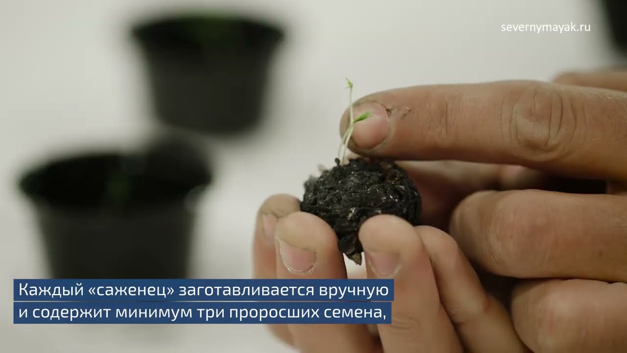 Дроны, которые сажают деревья. Посадка таким способом обходится на 80% дешевле