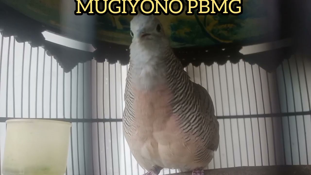 PANCINGAN SUARA BURUNG PERKUTUT BANGKOK MANGGUNG GACOR