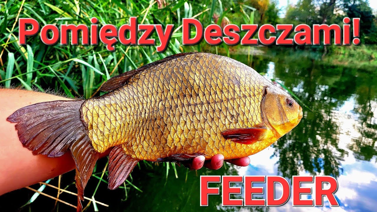 Piękna Ryba między deszczami! Klasyczny Feeder i Method Feeder