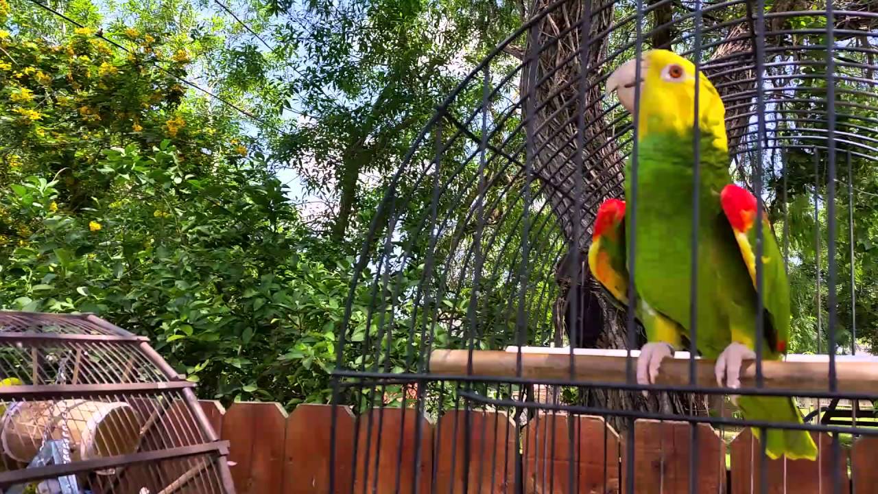 Lucas double yellow head amazon 2
