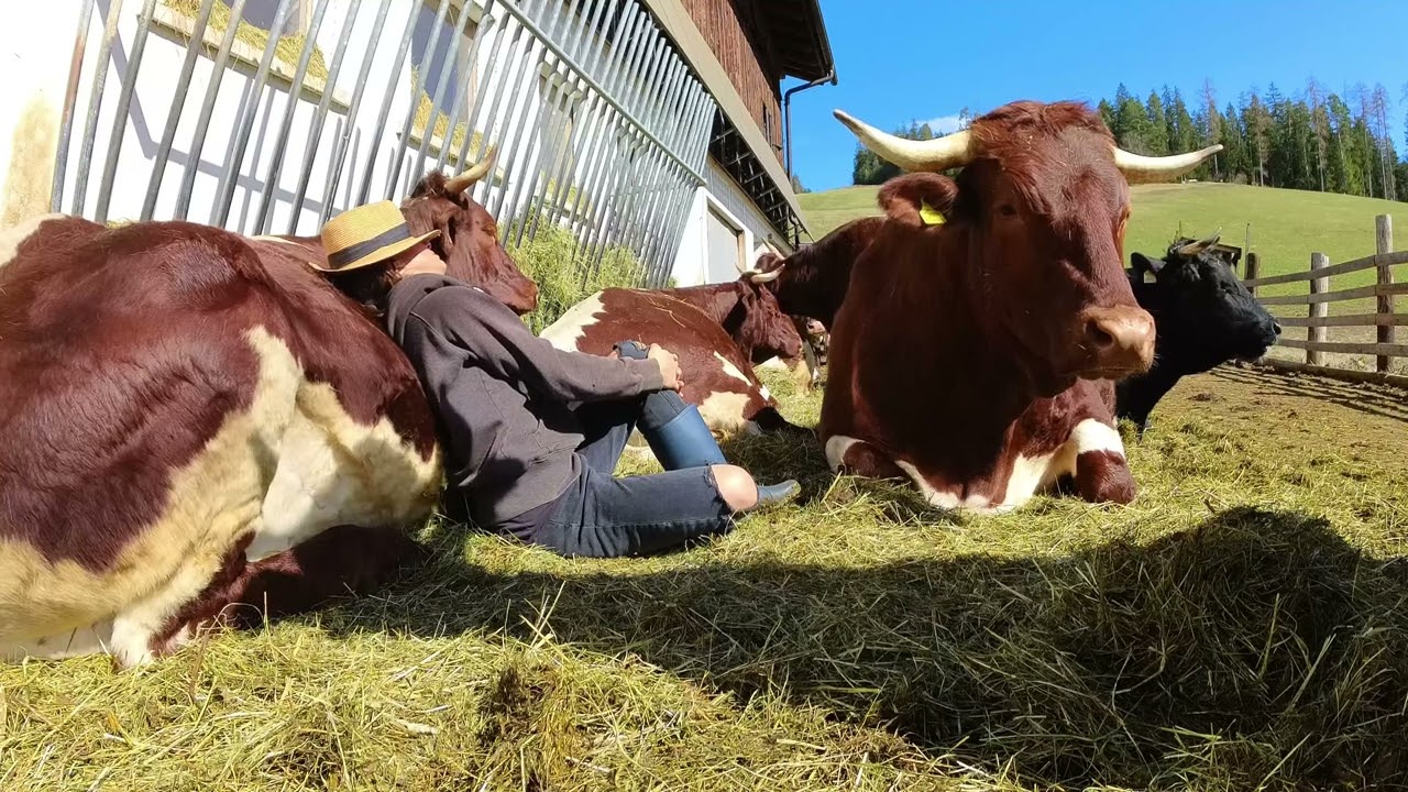 KUHscheln mit unseren lebenslänglichen Rindern 😍