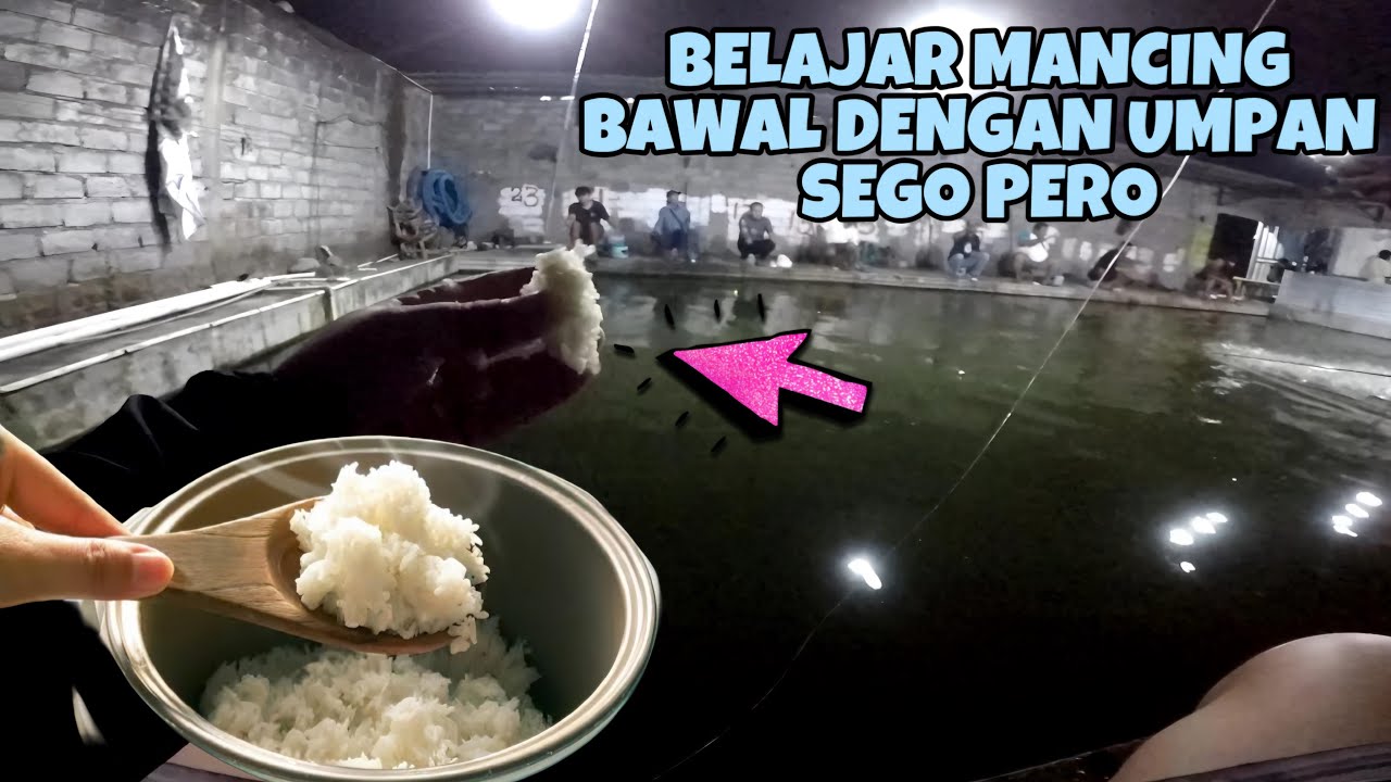 Umpan Bawal Gacor & Simpel Dengan Umpan Nasi / Sego Pero ‼️