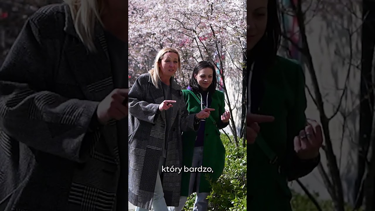 Kwitnąca wiśnia #wiosna #ogr&oacute;d #drzewa  #kwiaty