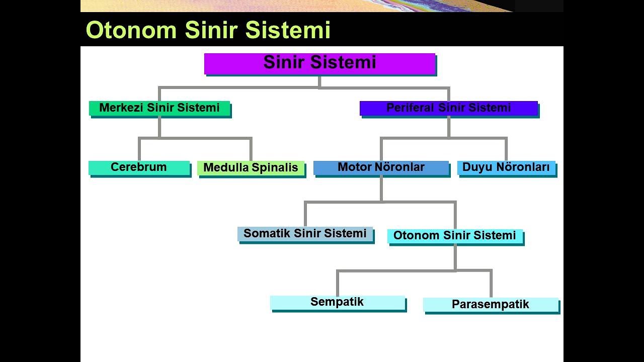 Otonom Sinir Sistemine Giriş Yüksel AYDAR