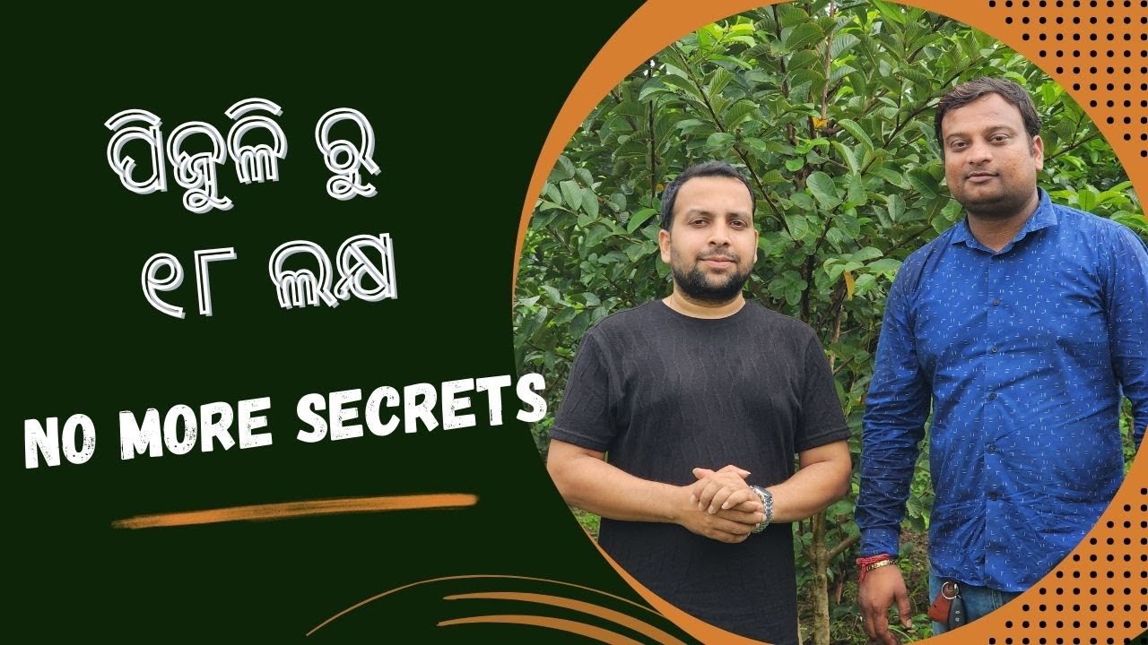 Taiwan Pink & Thai 7 Guava Farming || Organic Farming || Mishra Farms