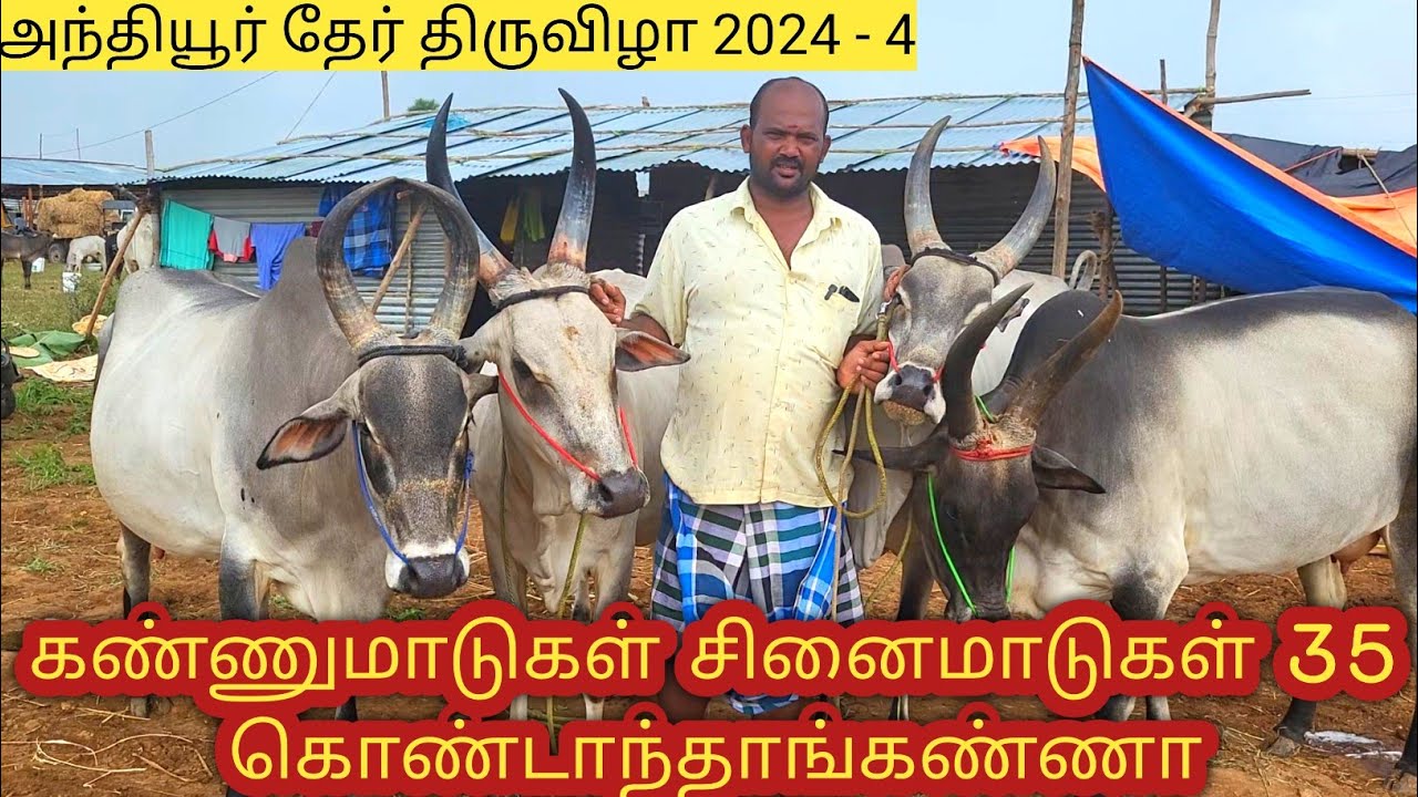 அந்தியூர்தேருக்கு 35 காங்கேயம் கண்ணு மாடுகள் சினை மாடுகள் கொண்டாந்தங்கண்ணா # anthiyur  #cow  #bull