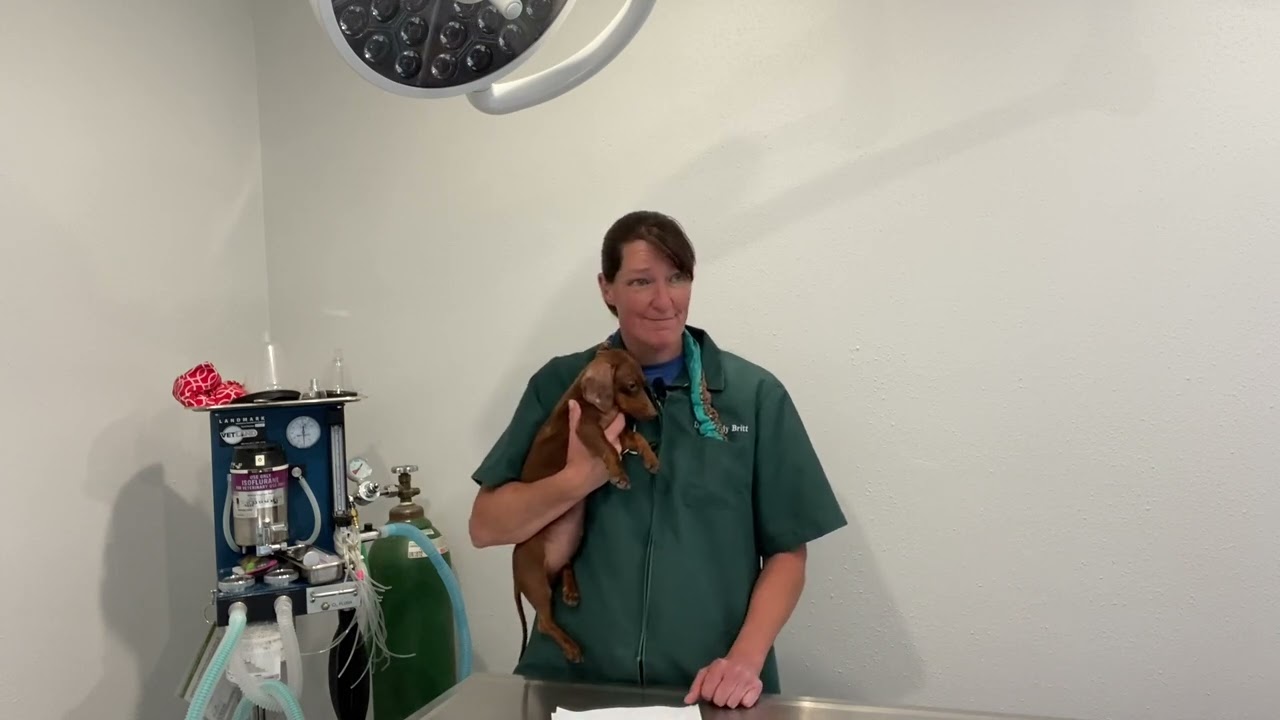Small animal anesthesia with Dr. Britt