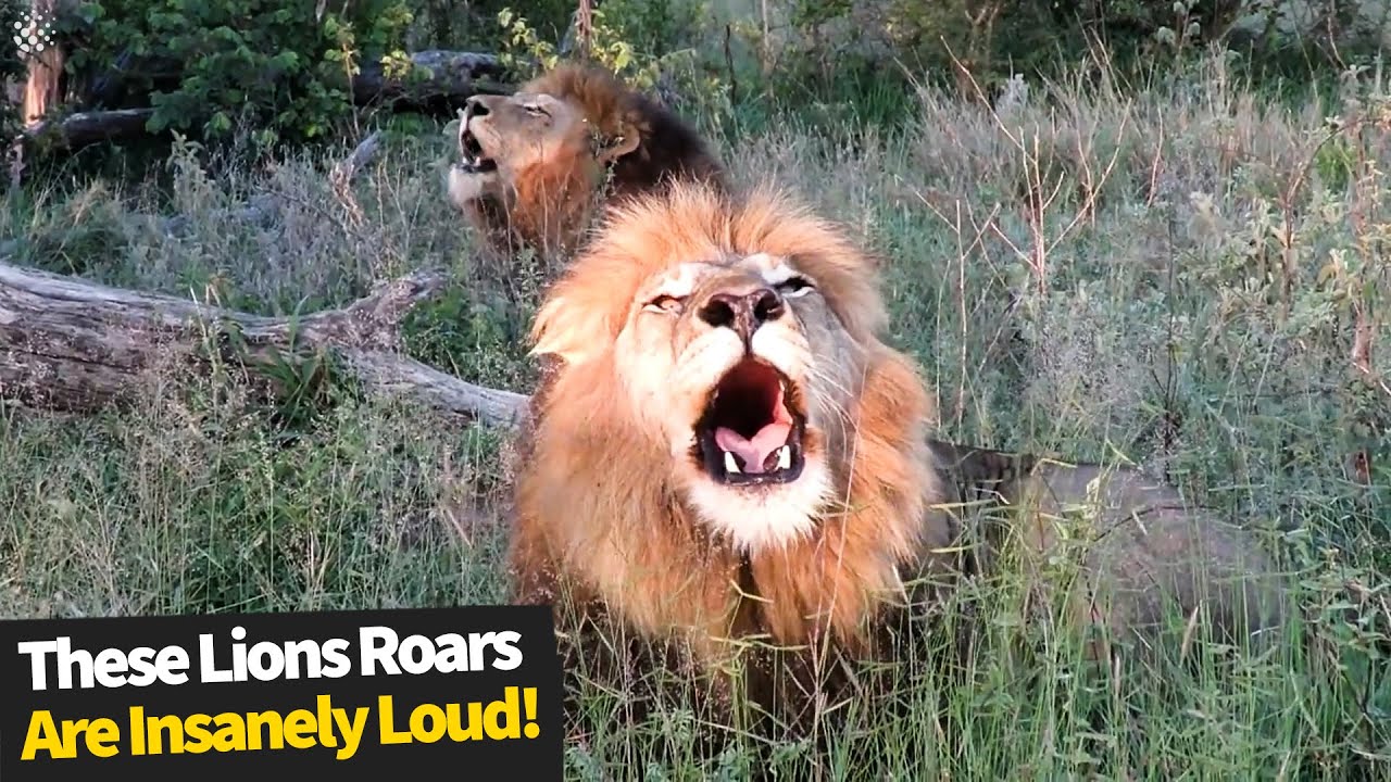 Insanely Loud Lion Roaring Compilation