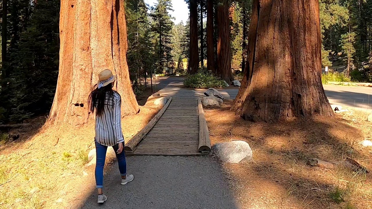 Big Trees Trail Walking Tour (Sequoia National Park)