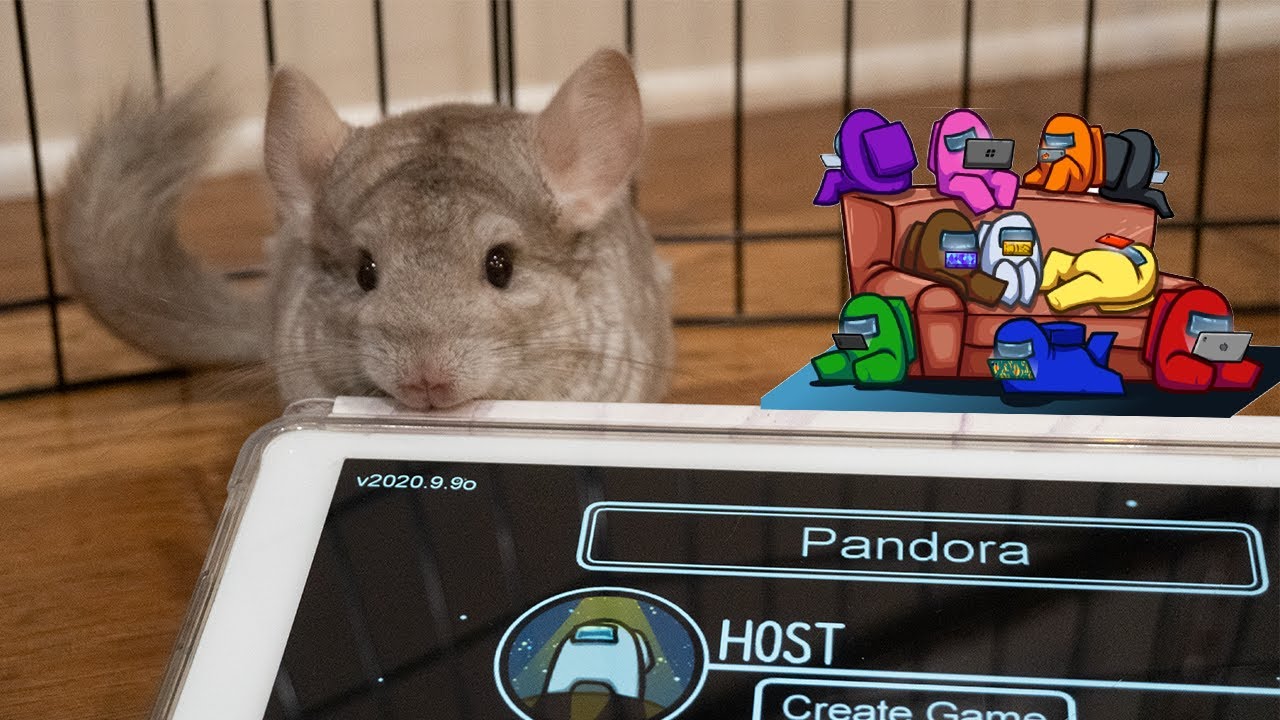 My Chinchilla Plays Among Us (AND WON!)