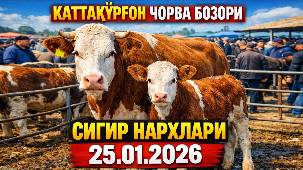 КАТТАҚЎРҒОН ЧОРВА БОЗОРИДА СИГИР НАРХЛАРИ 25.01.2016