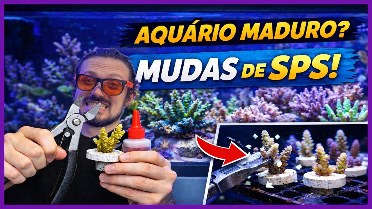 Só Dá Pra Fazer Isso em Aquário Estável • Mudas de SPS + Atualização do Projeto