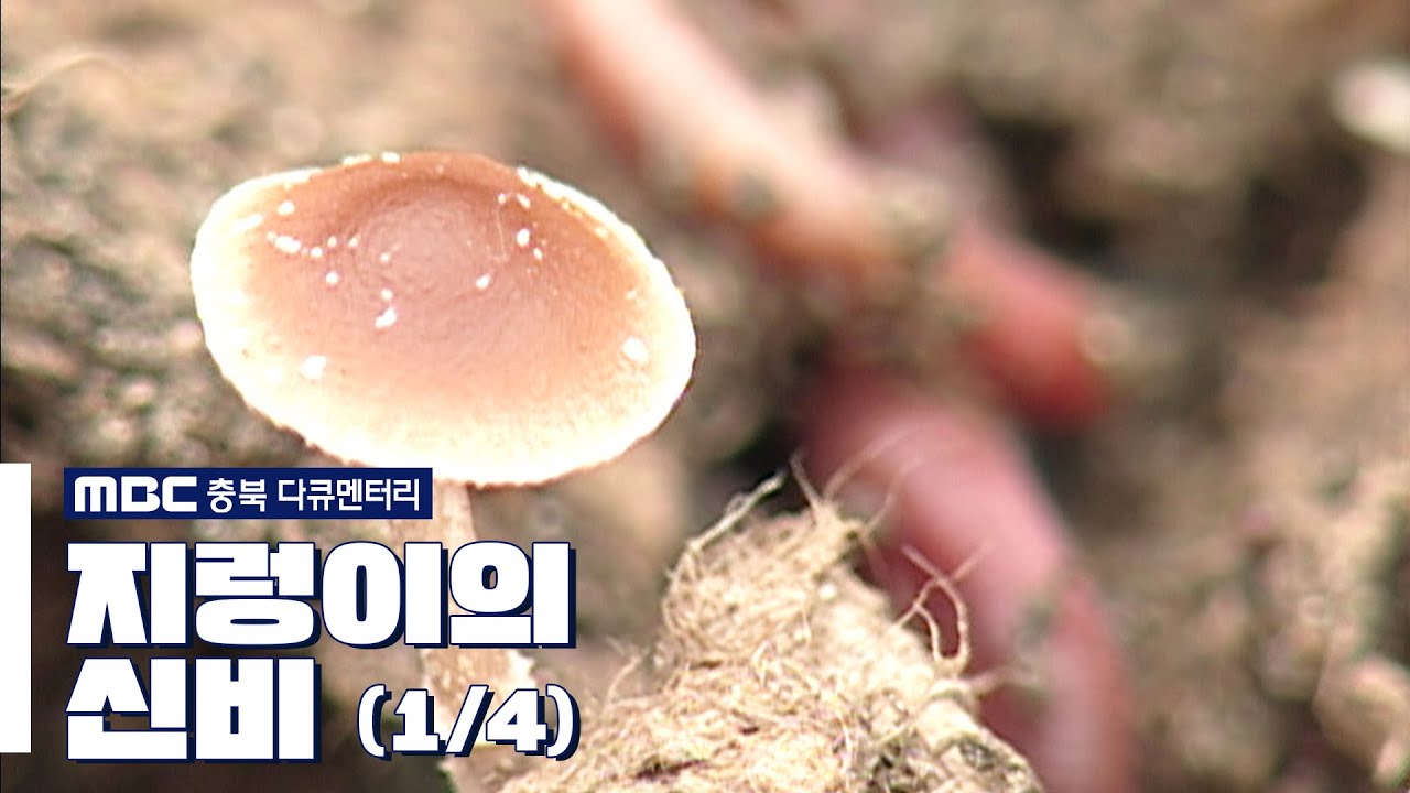 [MBC충북 다큐멘터리] 지렁이의 신비 (1/4)