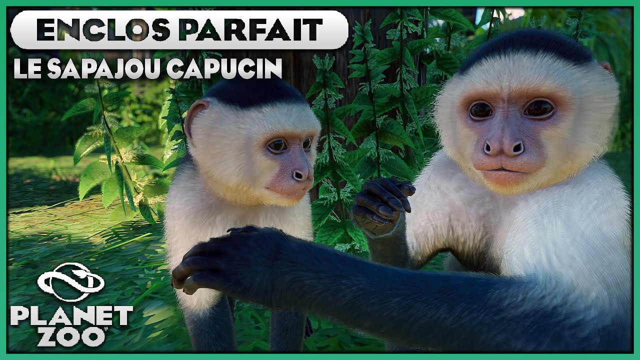 Le Sapajou Capucin | LES ENCLOS PARFAITS : EPISODE 88 | PLANET ZOO