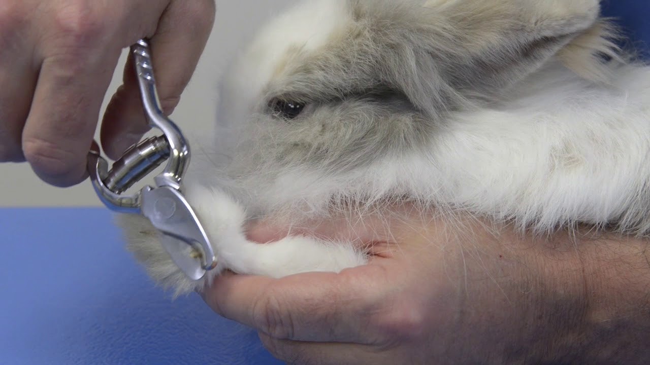 Comment couper les griffes de son lapin ?