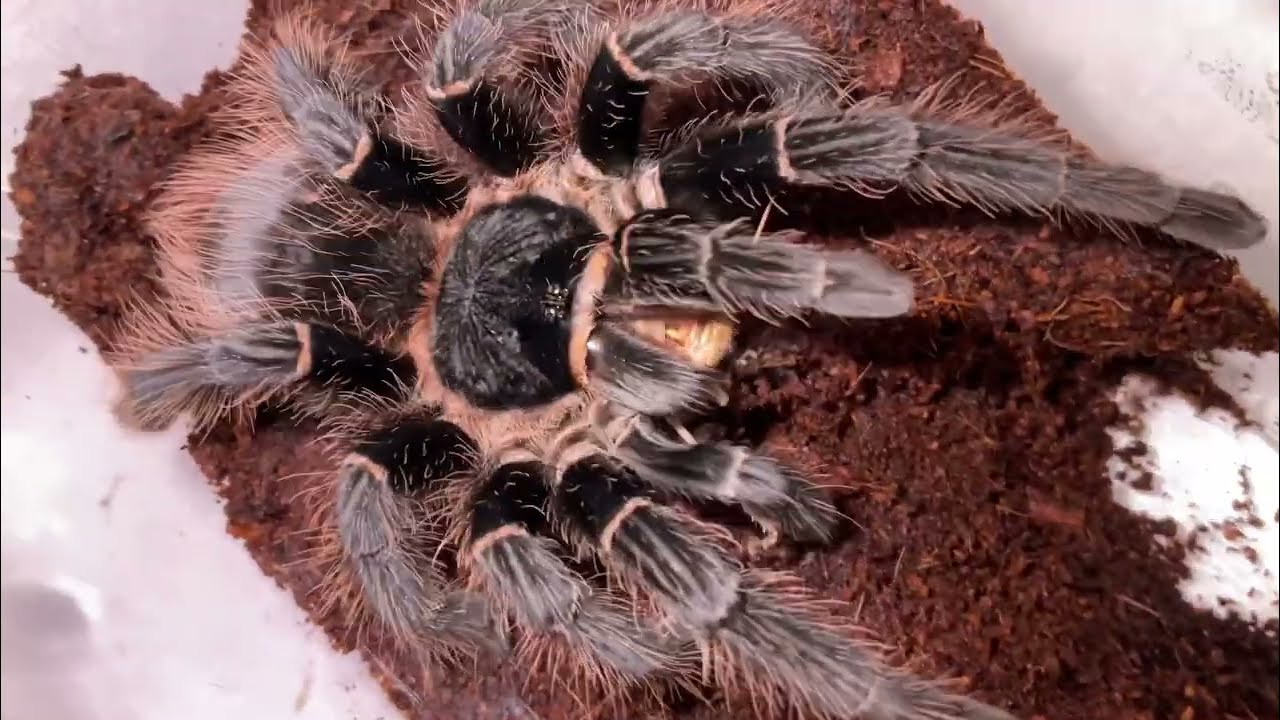 Brazilian salmon pink birdeater tarantula (Lasiodora parahybana)