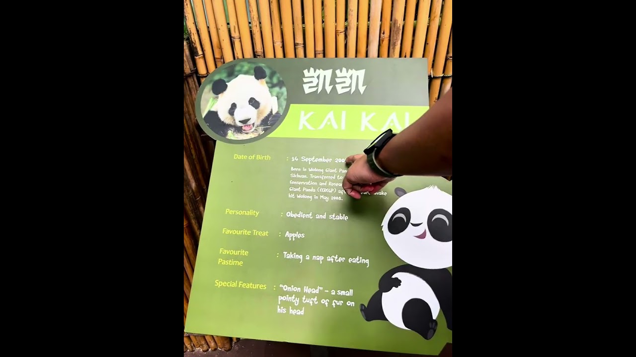 From Pandas to River Giants: River Wonders Singapore Adventure
