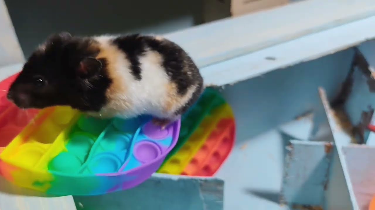 Maze Escape with My Hamsters 🐹 | Play, Eat & Celebrate!